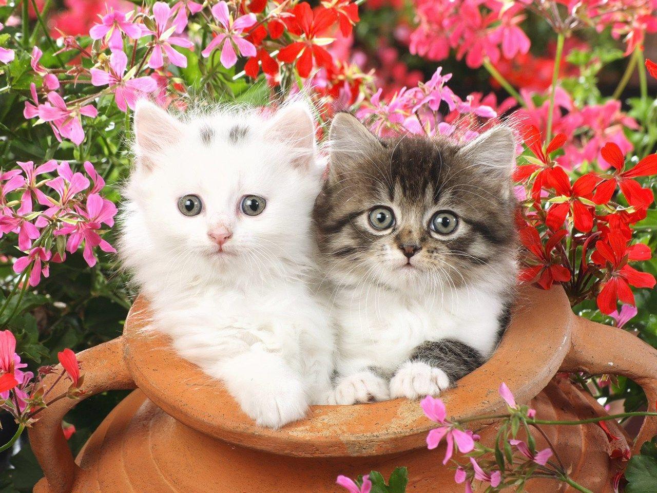 1280x960 two cute cats wallpaper
