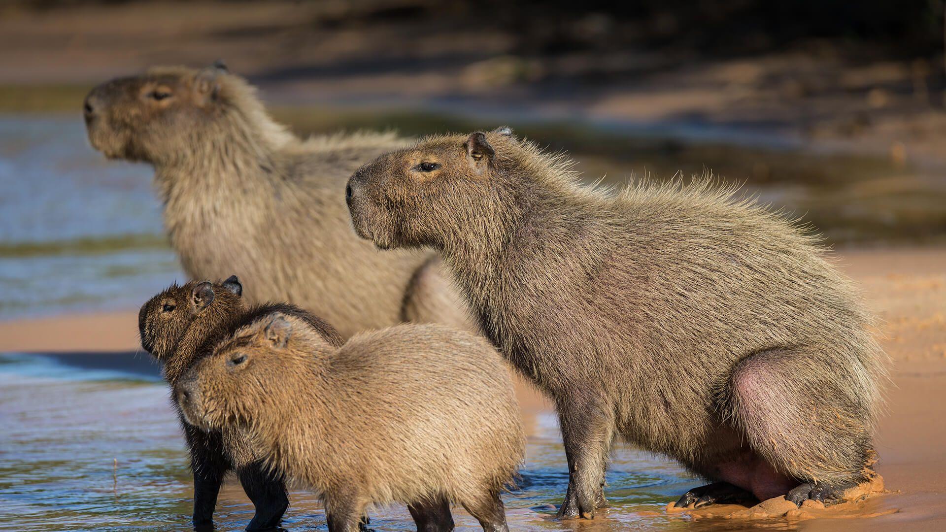 Playful Capybaras