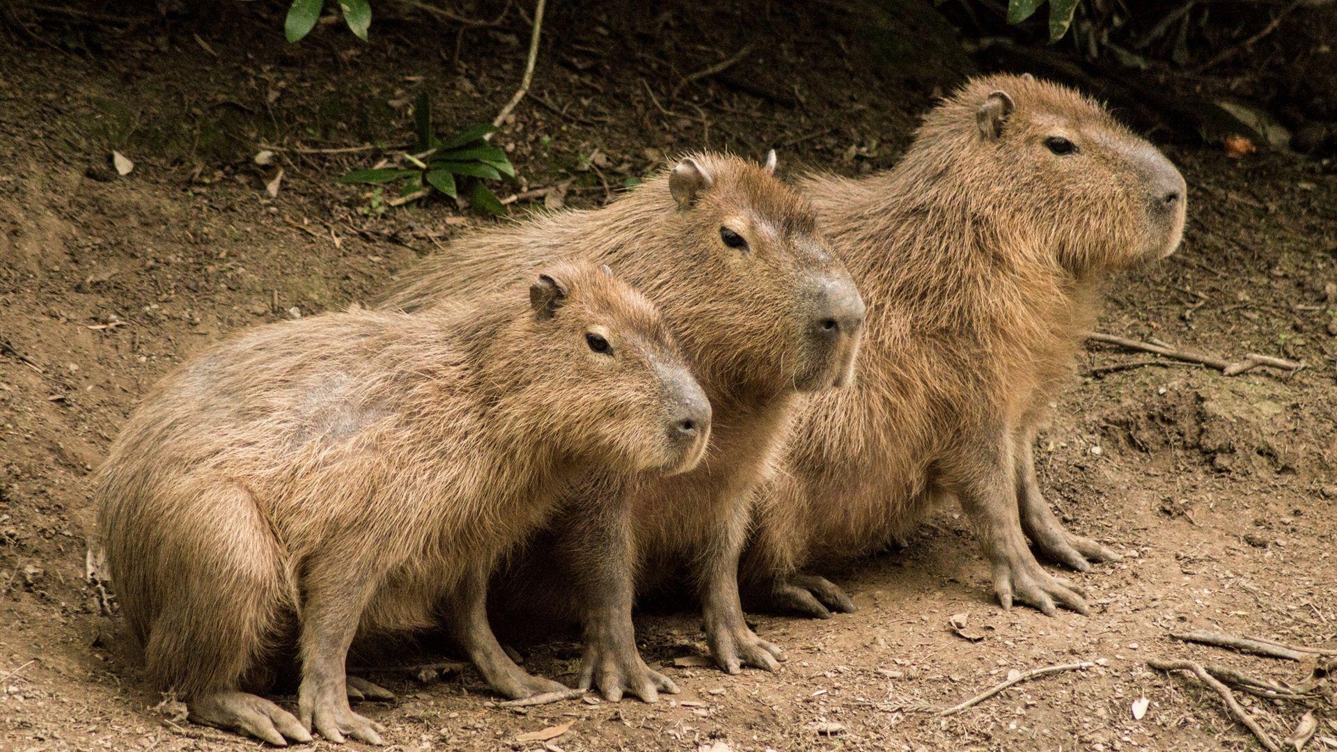 Capybara Wallpaper  Meme  Apps on Google Play