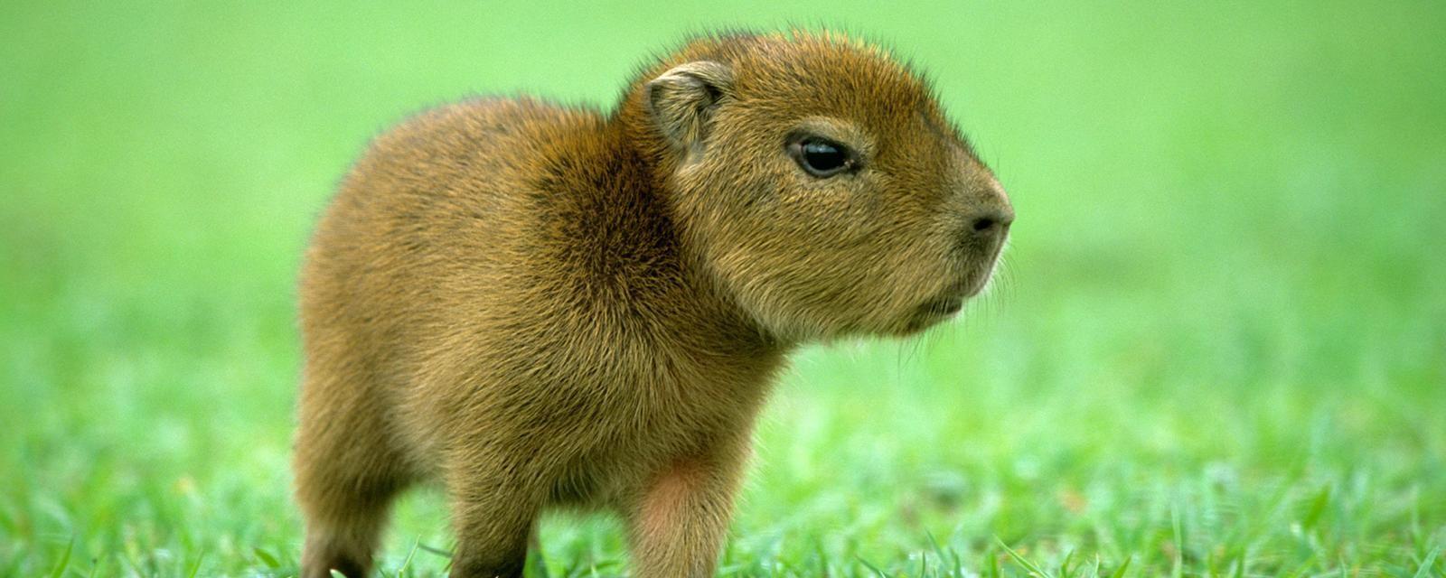 Baby Capybara iPhone X Case by M Watson  Fine Art America