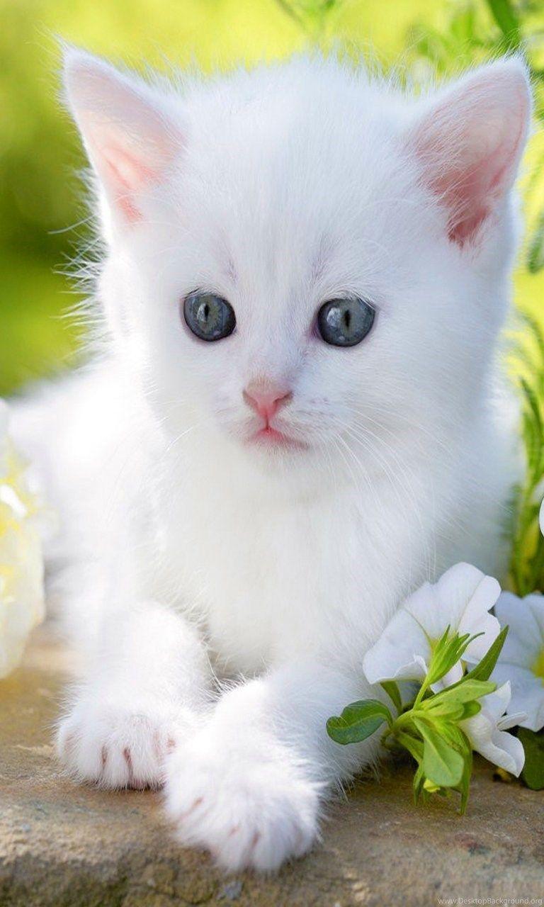 768x1280 Cute Cat Cool HD Wallpaper 1080p Desktop Background