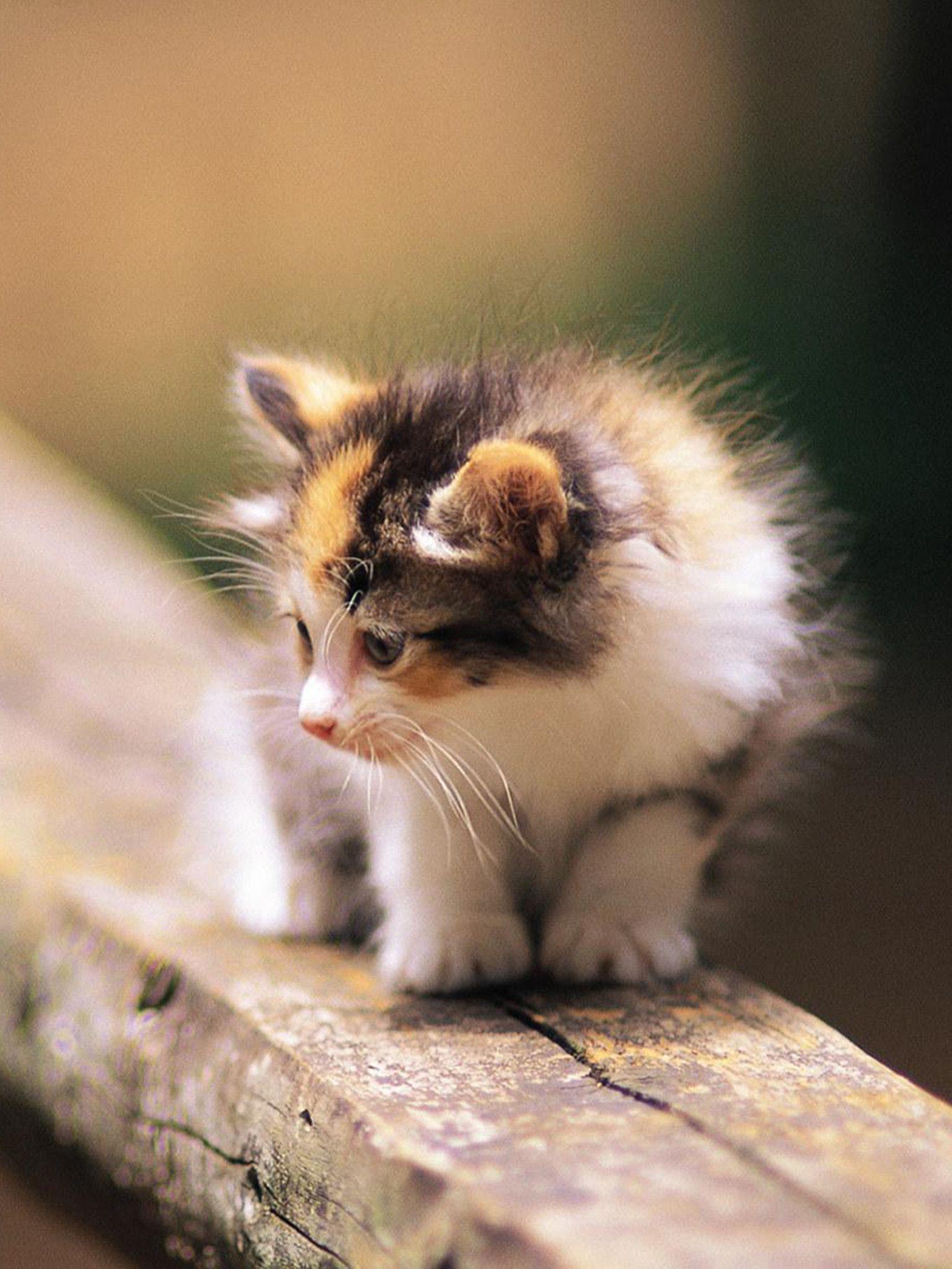 1536x2048 Cute Cat Wallpaper