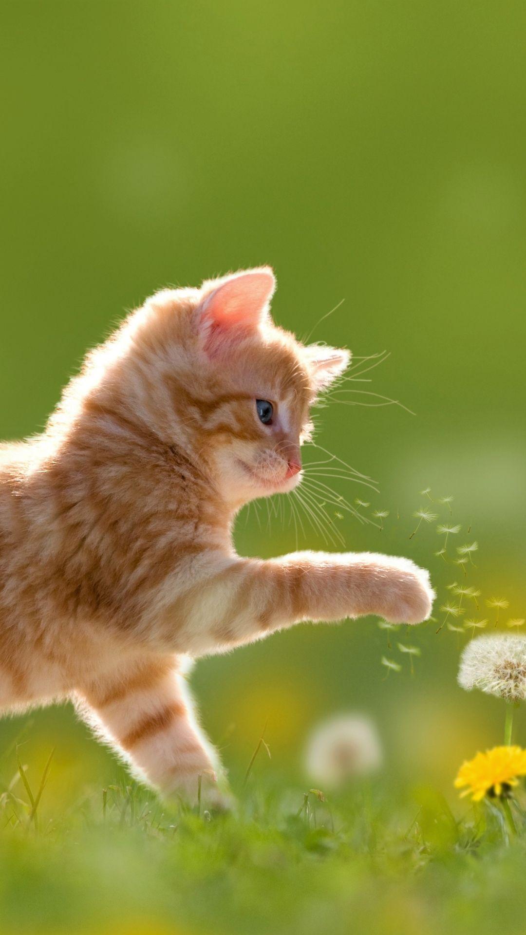 1080x1920 Animal / Cat Mobile Wallpaper Kitten And Flower HD Wallpaper