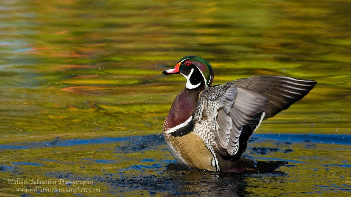 1366x768 Free download Wood Duck Wallpaper Live HD Wallpaper HQ Picture Image Photo [1440x900] for your Desktop, Mobile & Tablet. Explore Wood Duck Wallpaper. Duck Wallpaper Free, Duck and