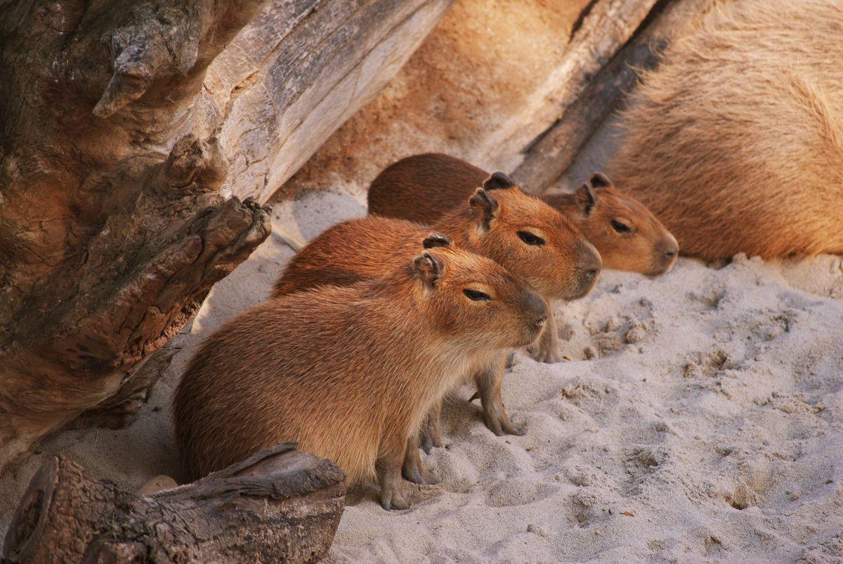1200x803 Capybaras are cute, even though they eat their own poop