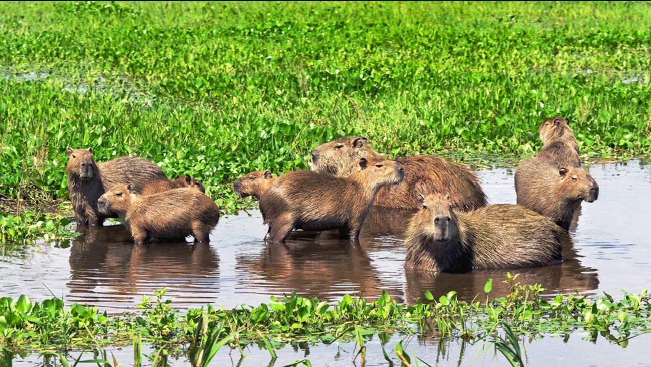 1300x732 Too cute! Giant rodents relax in a hot tub New York