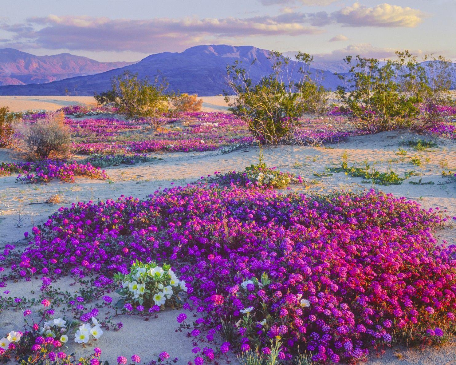desert-spring-wallpapers-top-free-desert-spring-backgrounds