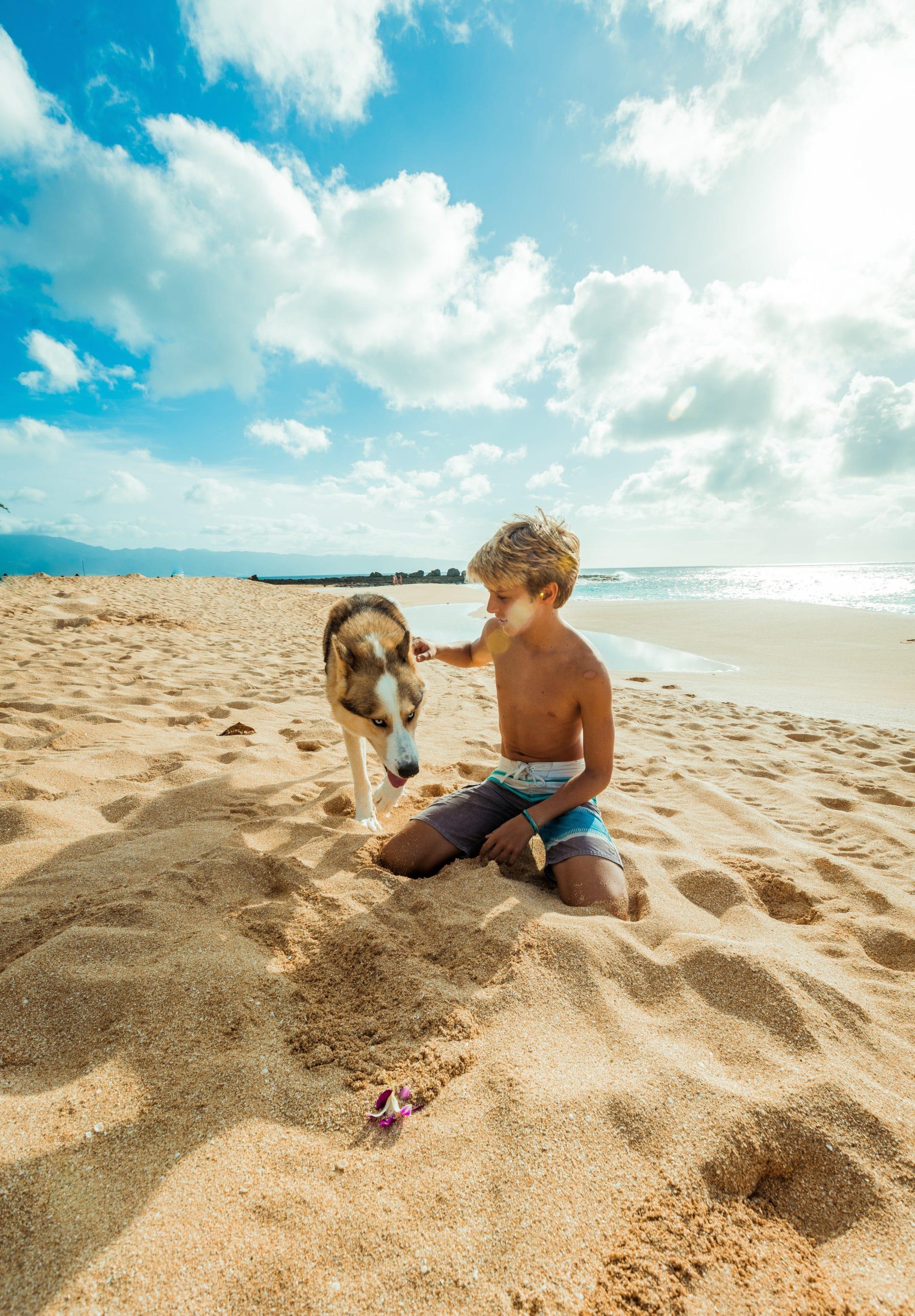 2048x2946 4k Wallpaper Animal Beach 1143005