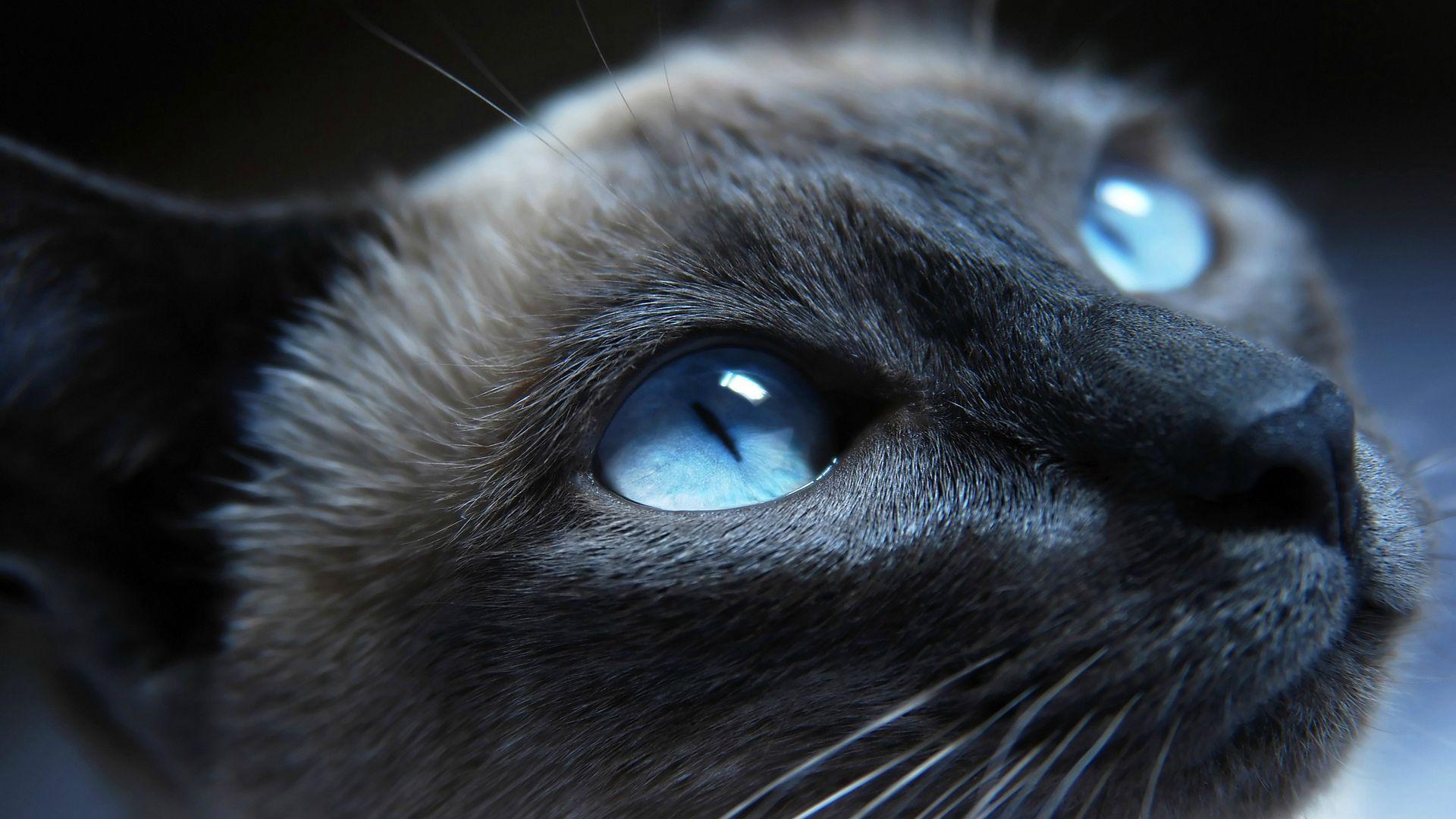 1920x1080 Hình ảnh con mèo đen kịt nhăn nhó Hình nền HD 1080p.  - Tập tin media