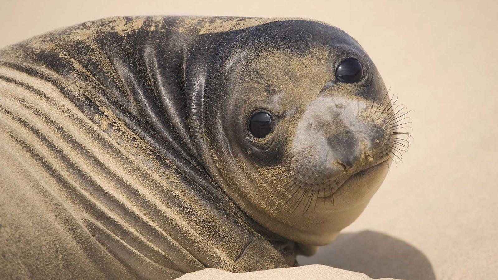1600x900 Seals Animal Wallpaper