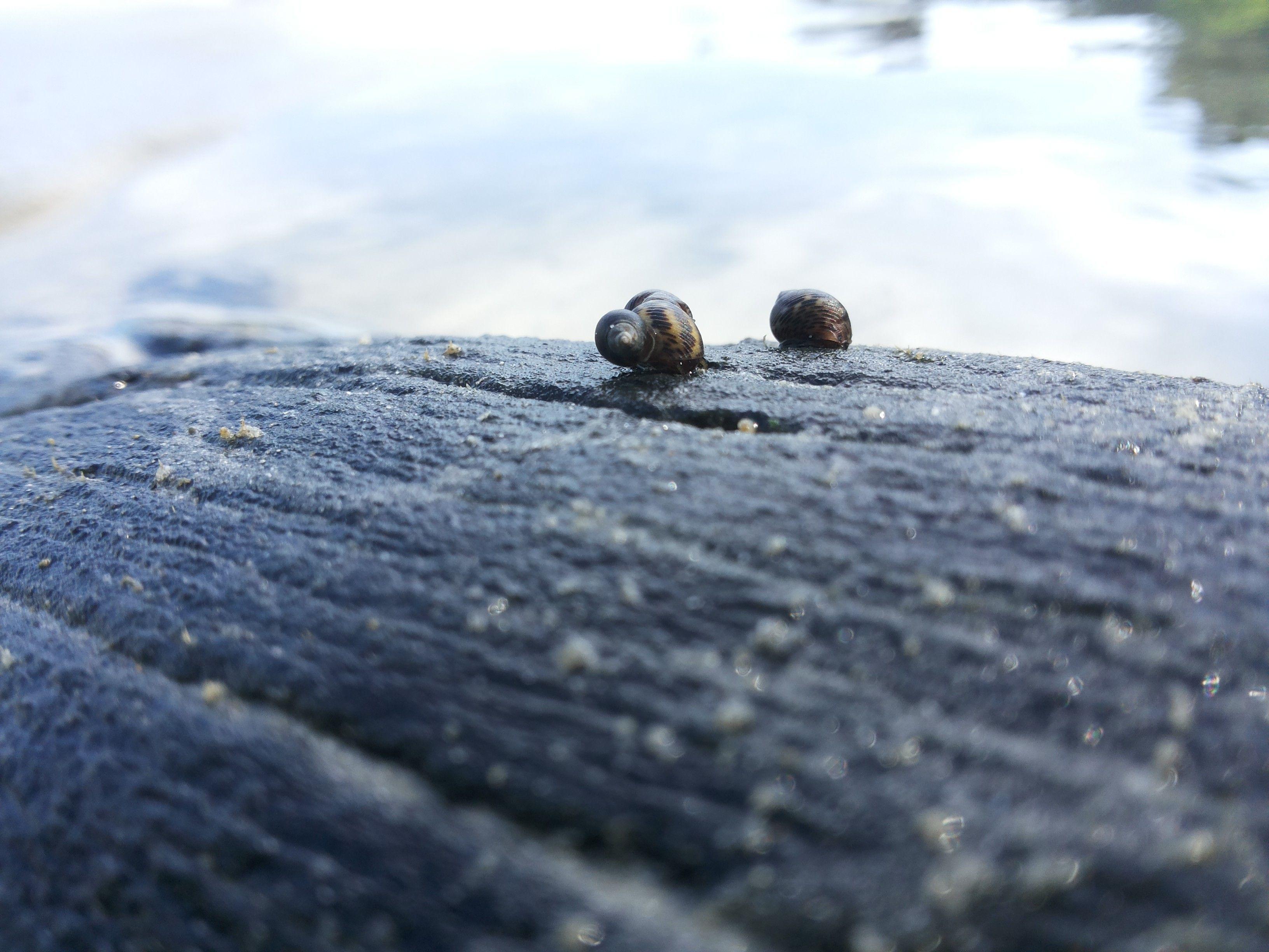 3264x2448 beach seashell nature animals asia malaysia port dickson Wallpaper HD / Desktop and Mobile Background