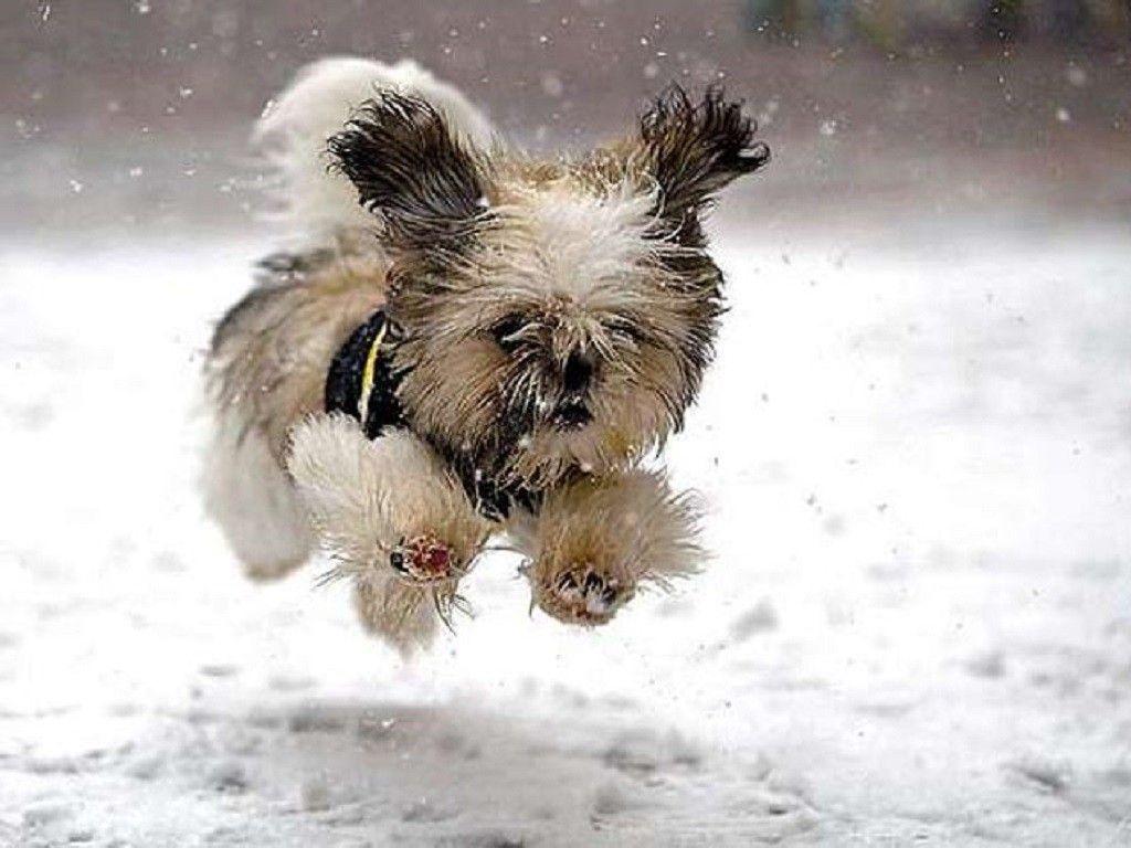 Winter Dog Wallpapers - Top Free Winter Dog Backgrounds - WallpaperAccess