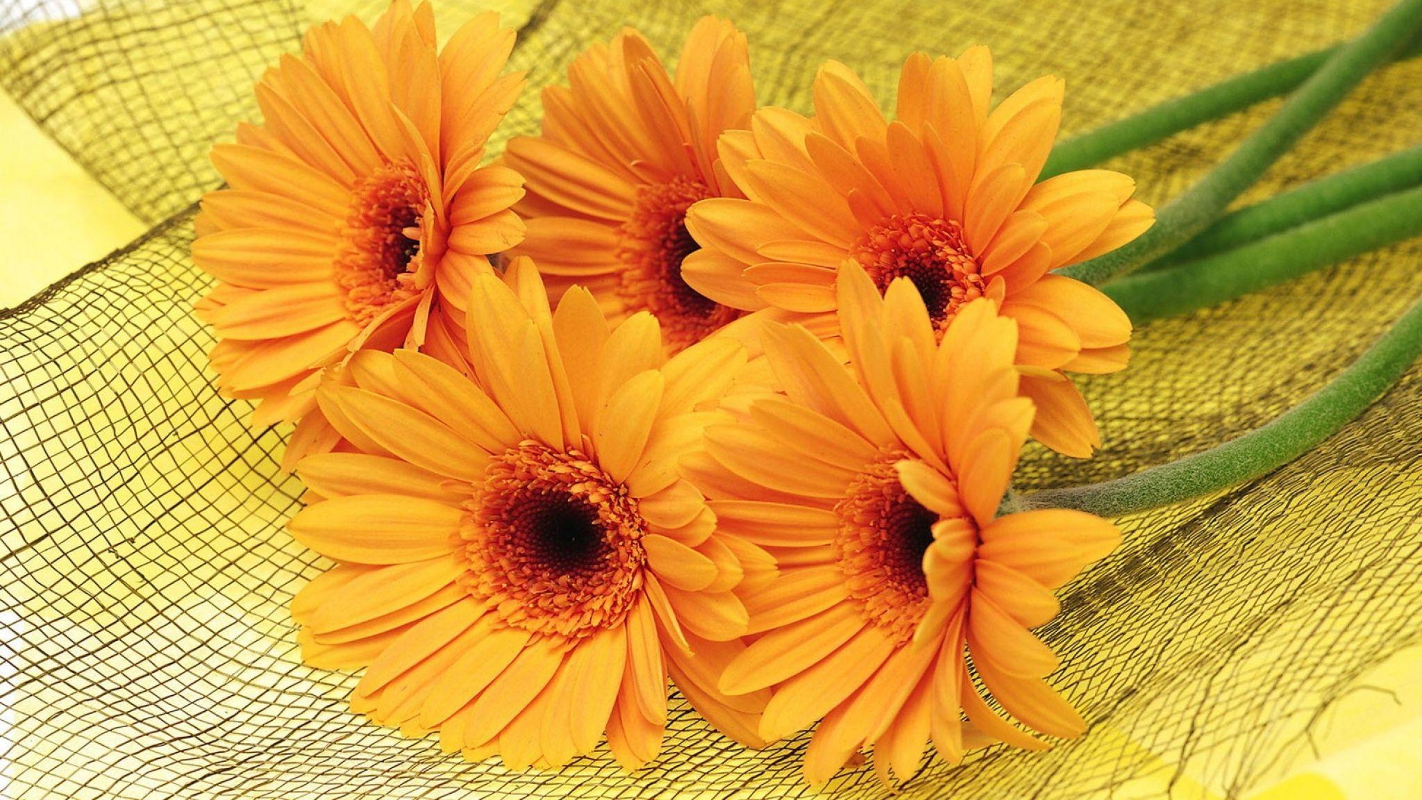 2048x1152 Gerbera Yellow Flower wallpaperx1152