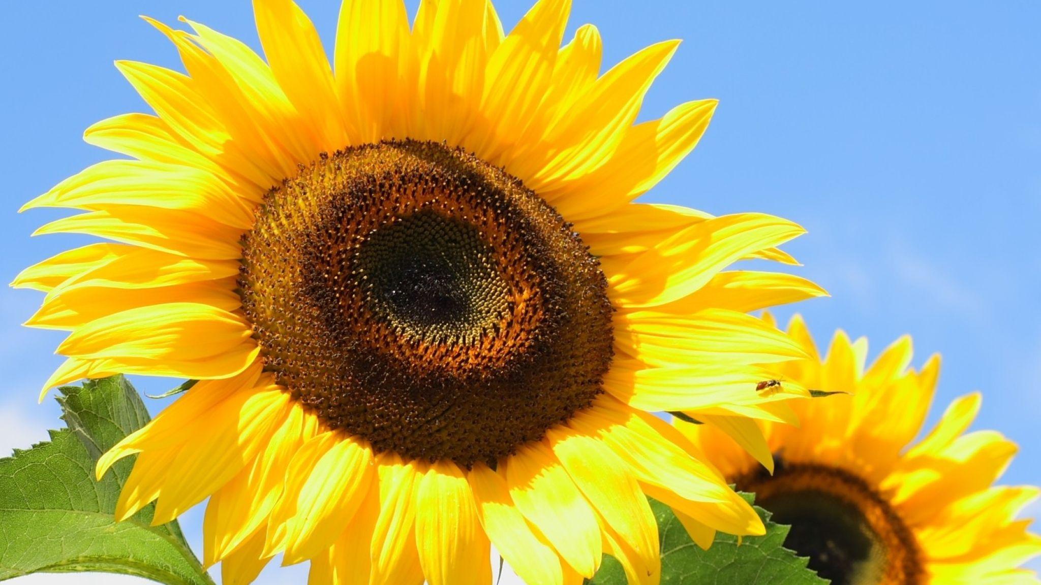 2048x1152 Download Wallpaper 2048x1152 Sunflowers, Yellow, Leaves, Sunflower
