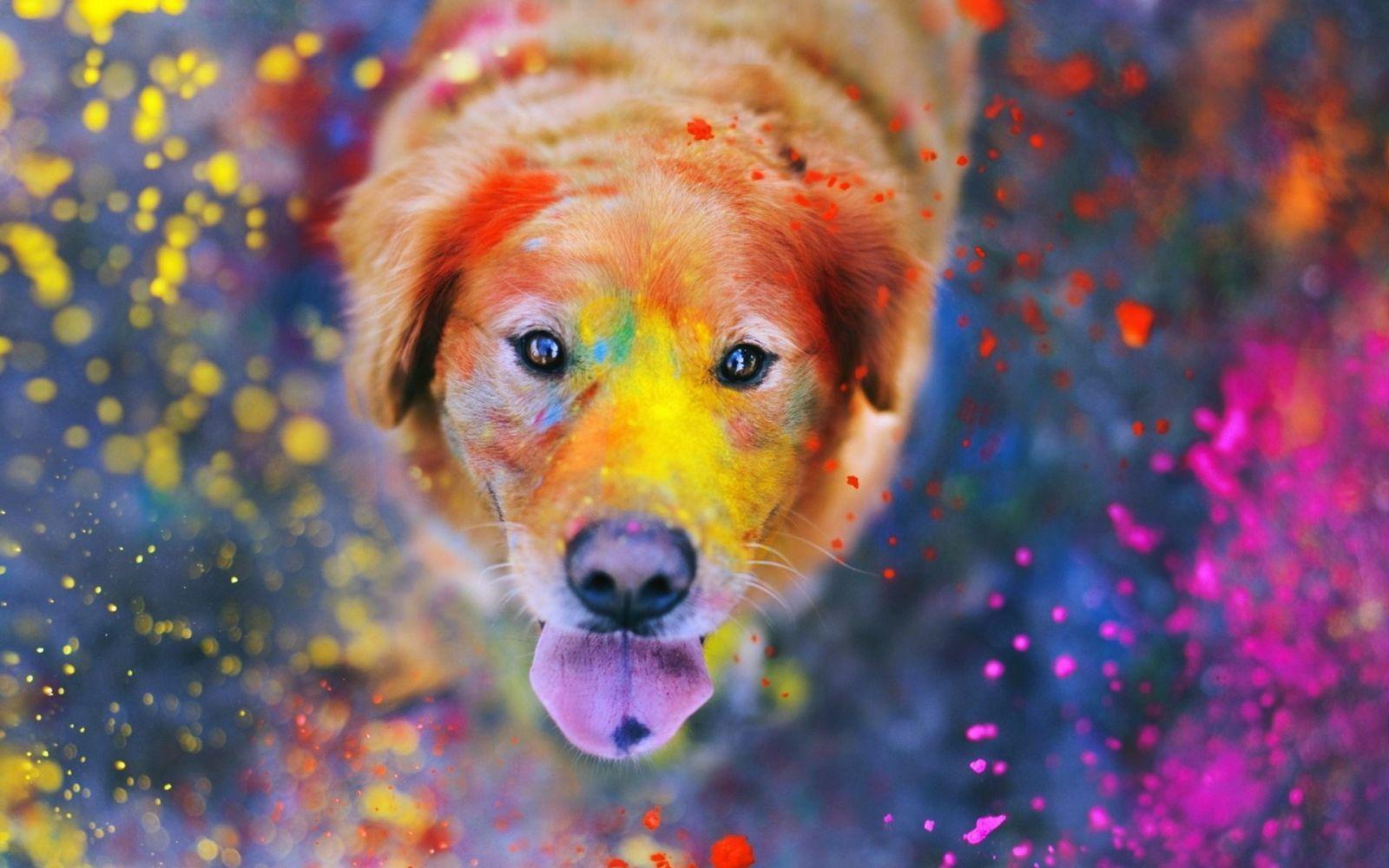 Con chó 1600x1000 trong Lễ hội Holi.  Con chó đầy màu sắc, Hình nền con chó, Những con chó khổng lồ