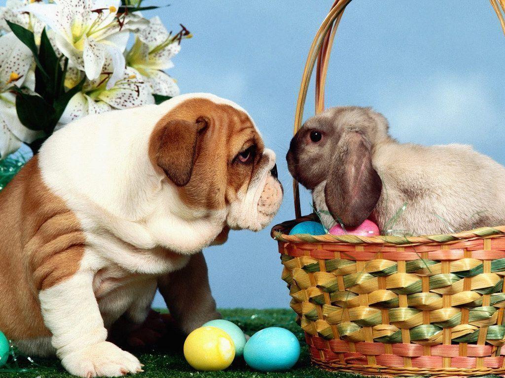 Cute Easter Wallpapers  Wallpaper Cave