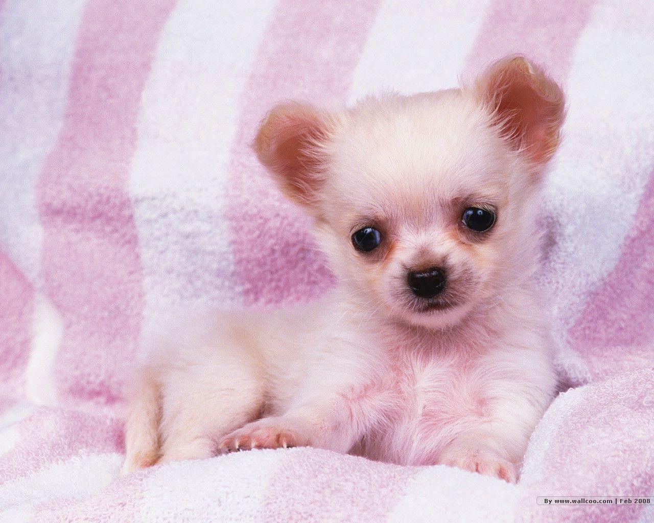 1280x1024 Cute Puppy Picture For Wallpaper