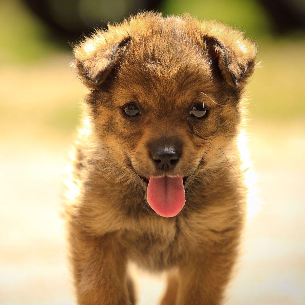 1024x1024 Cute Puppy Dog Spit Out The Tongue iPad Wallpaper Free Download