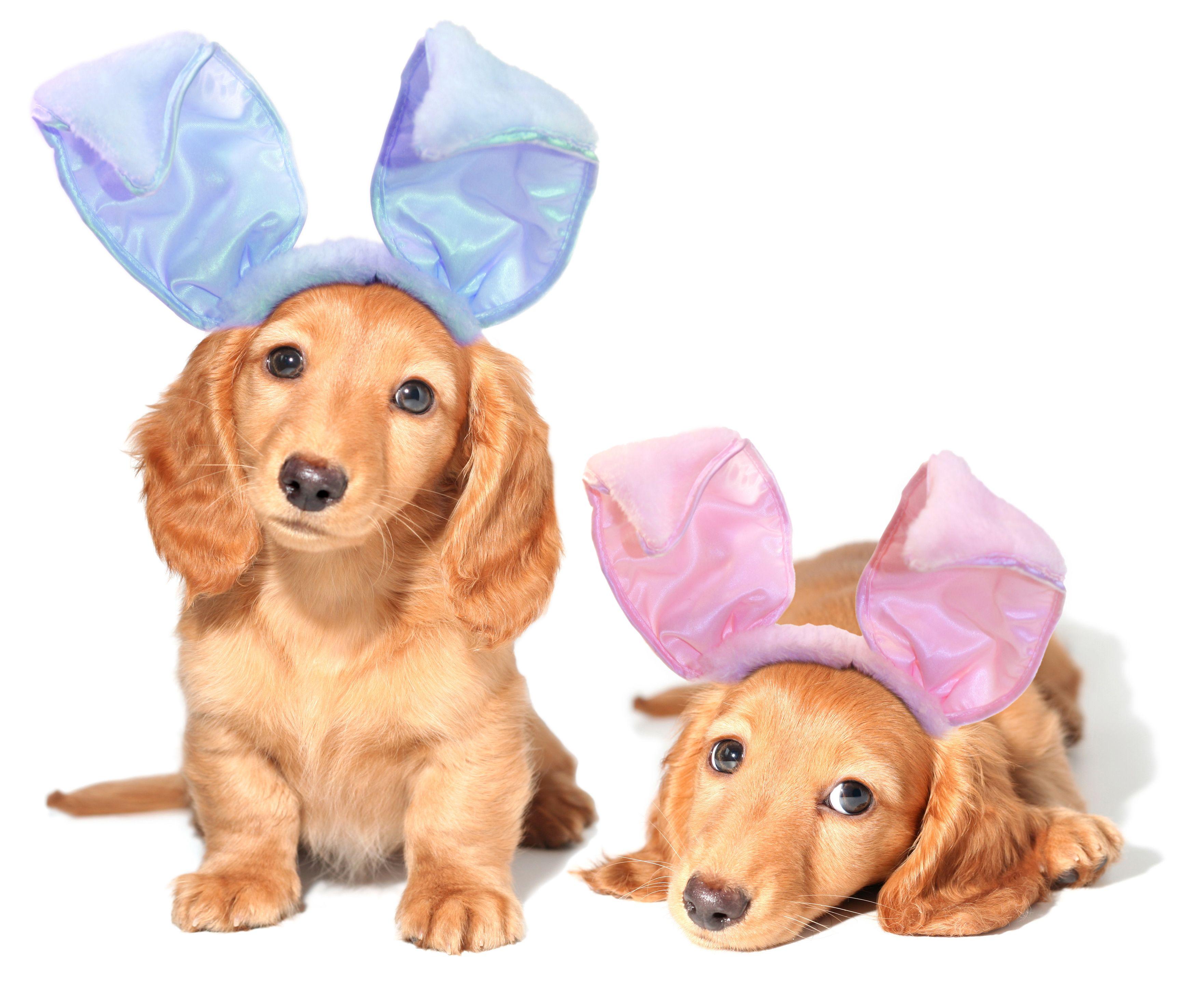 3525x2880 Dogs Who Are Posing For Their Easter Greeting Cards