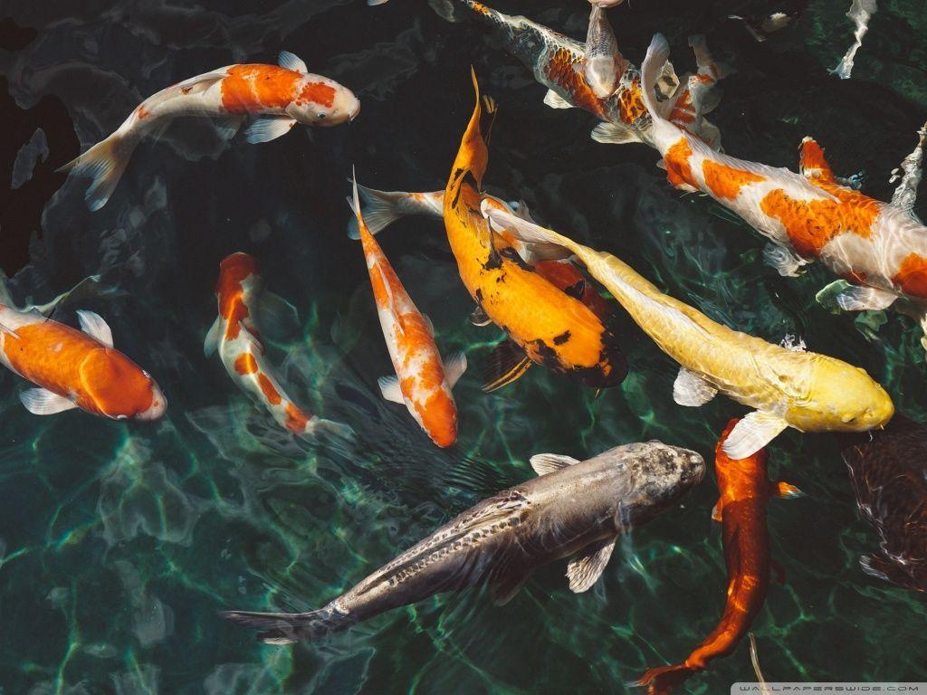 1024x768 Koi Fish HD desktop wallpaper Widescreen High Definition. HD