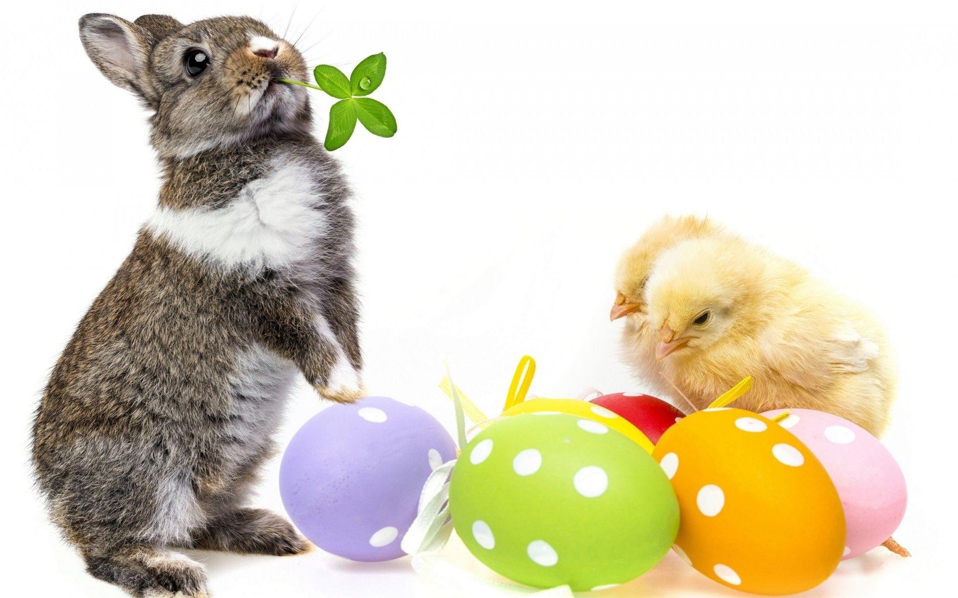 1920x1200 Cute Easter Bunny