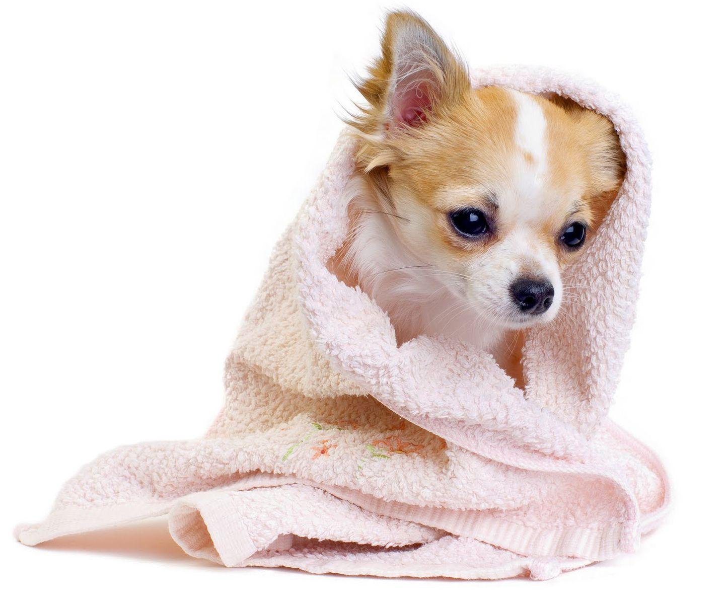 1440x1200 Puppy cute puppy wallpaper background widescreen
