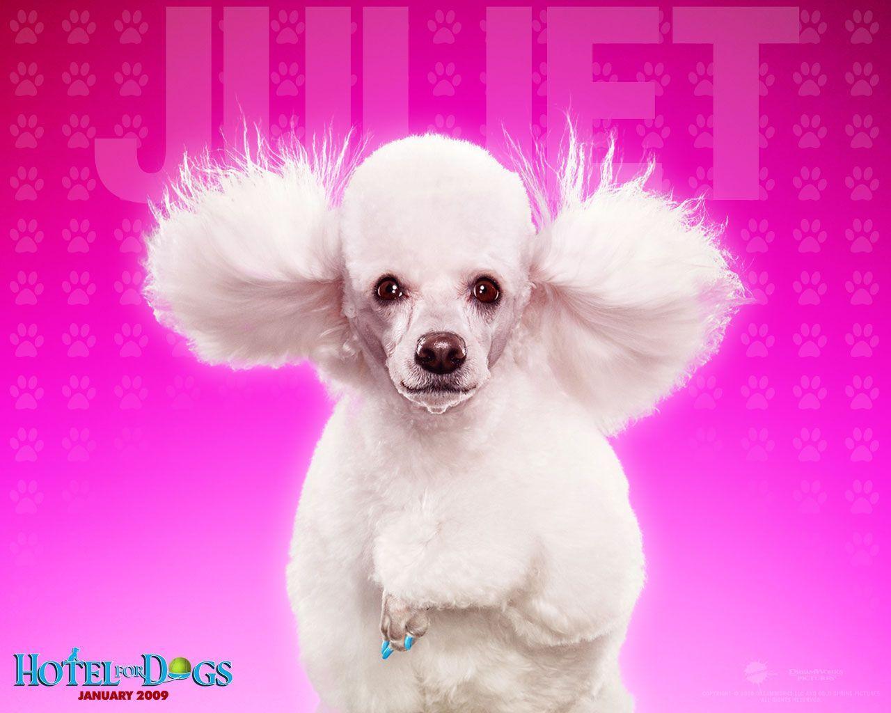 1280x1024 dogs.. Dog Wallpaper Background on this Dogs Wallpaper Background website. Puppy dog picture, Dog wallpaper, World cutest dog