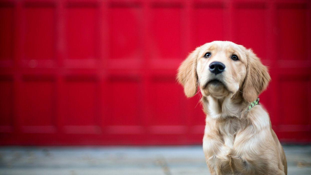 1244x700 Dog animal friendly puppy cute dogs wallpaperx1080