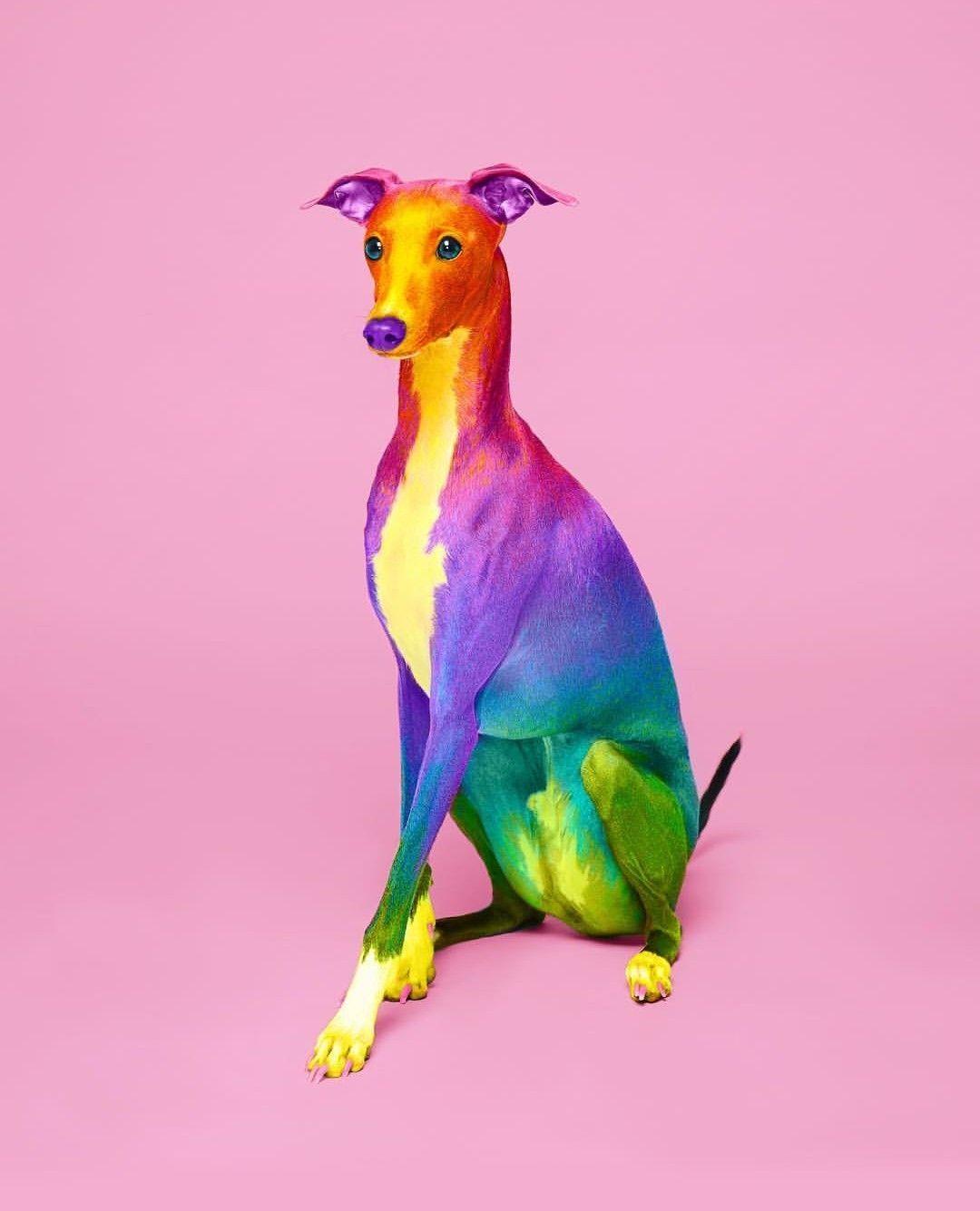 Hình nền con chó đầy màu sắc 1080x1335