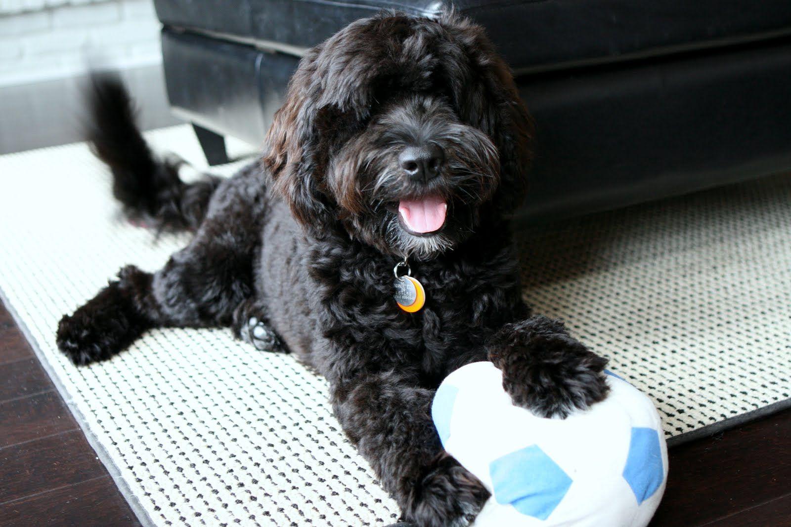 1600x1067 Portuguese Water Dog with a ball photo and wallpaper. Beautiful Portuguese Water Dog with a ball picture