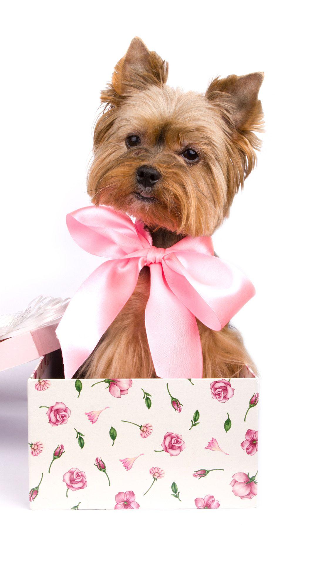 1080x1920 Puppy Gift Ideas Android wallpaper HD wallpaper