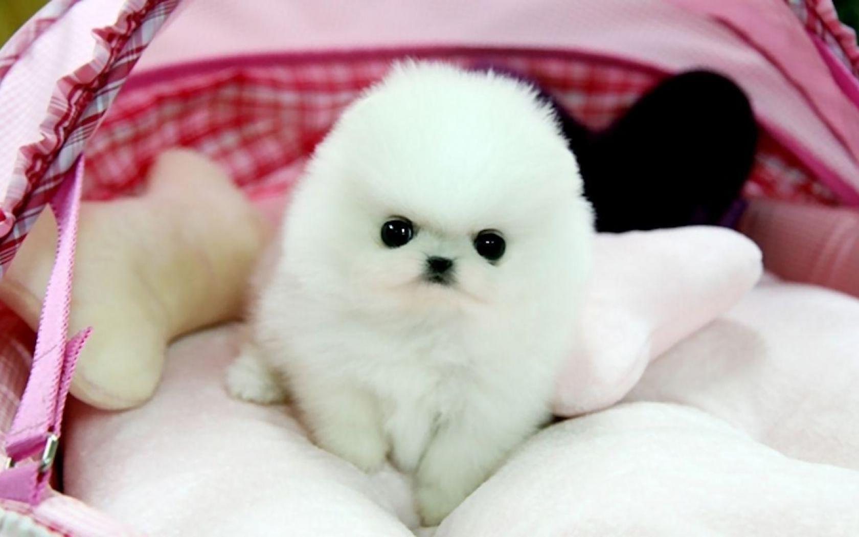 1680x1050 Teacup Puppies Wallpaper