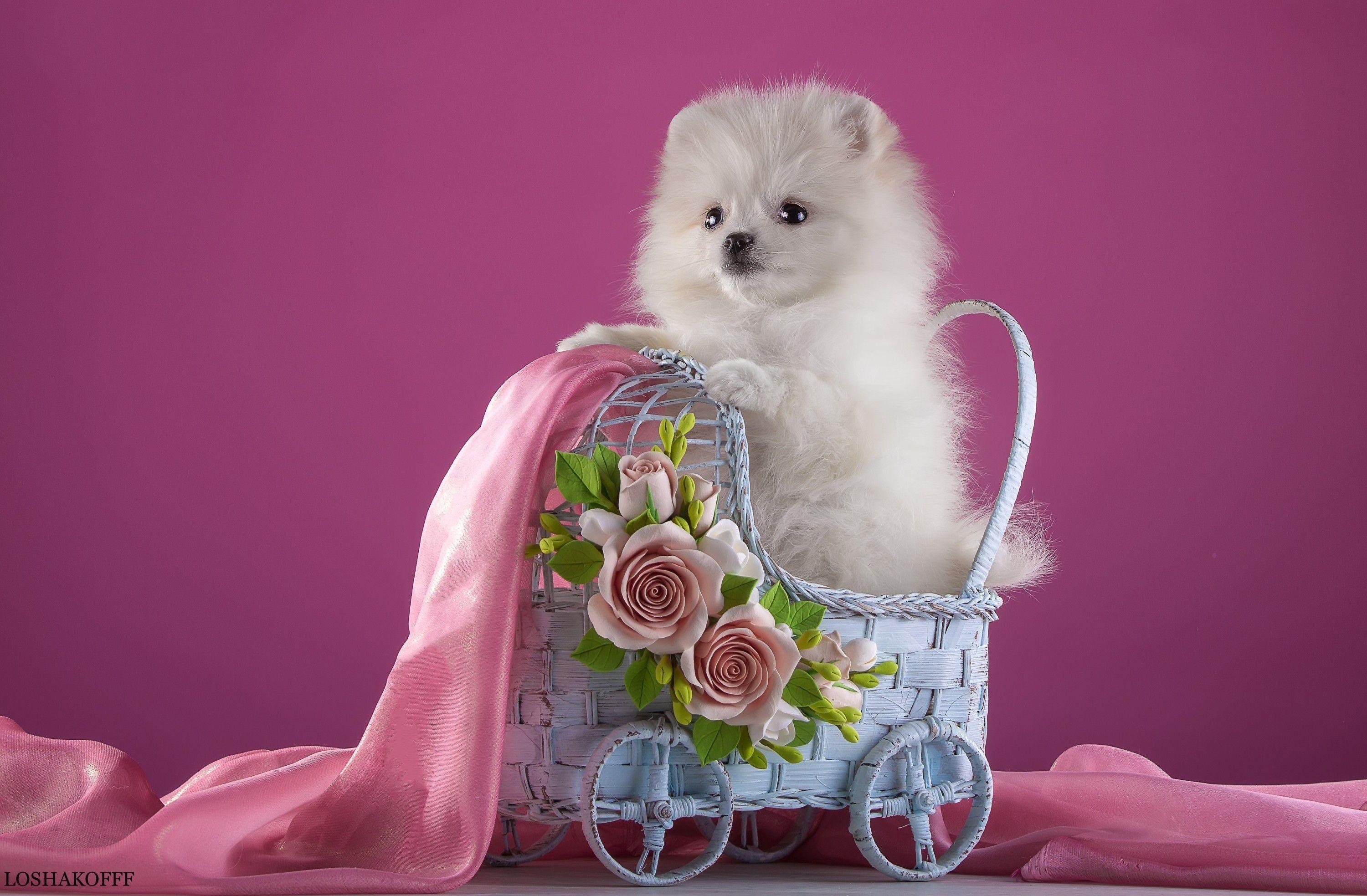 3000x1967 Cute Puppy Picture Wallpaper