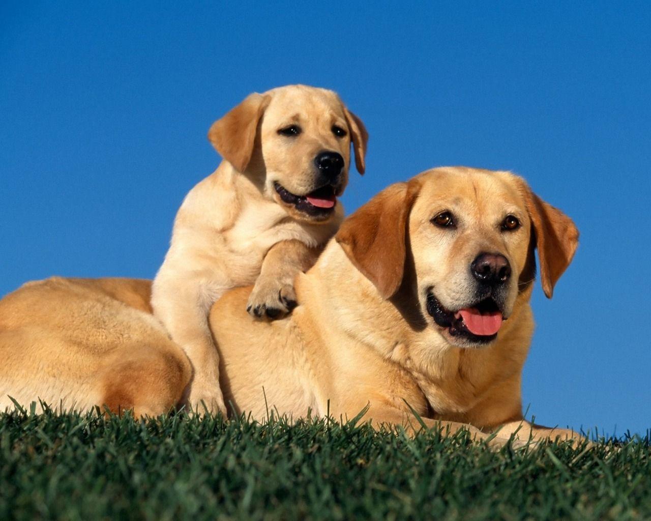 1280x1024 Picture Of Animals Dogs Family # 1280x1024. All For Desktop