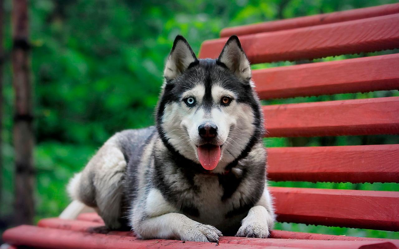 1280x800 Husky dog Wallpaper FullHD .