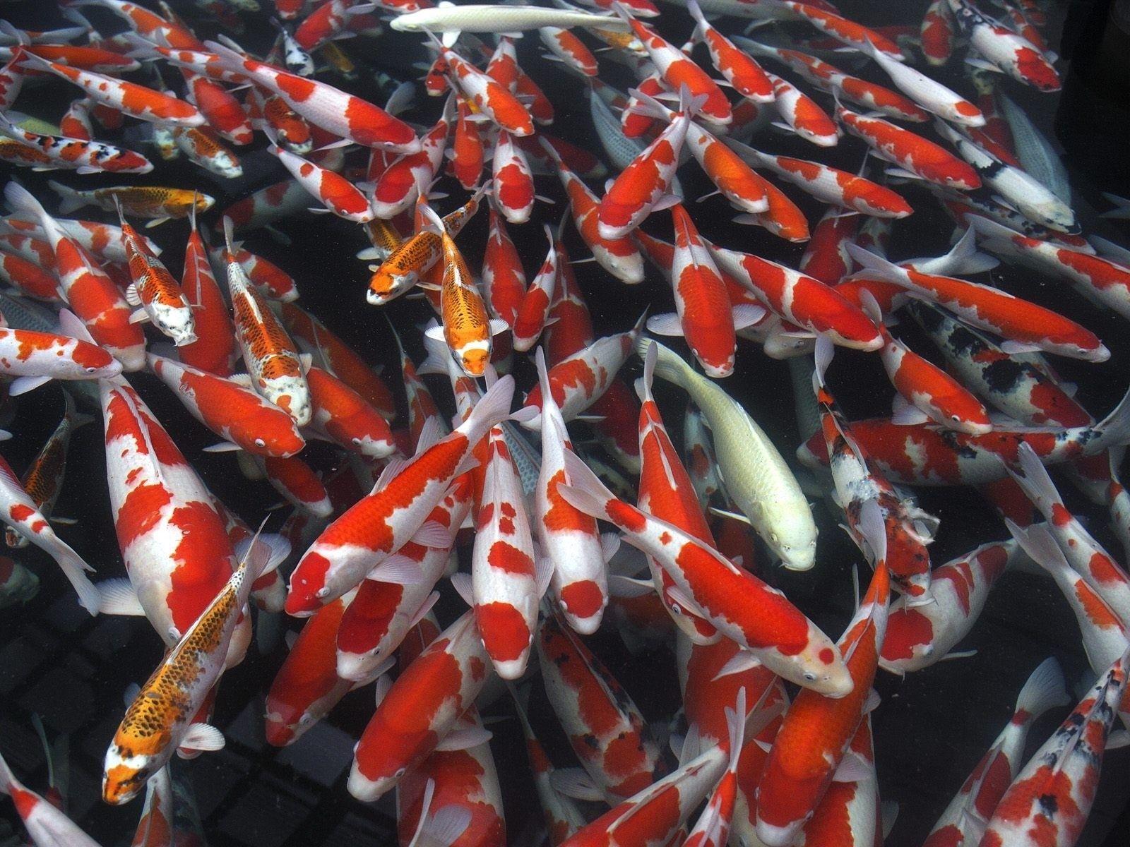 1600x1200 fish koi underwater 1600x1200 wallpaper High Quality