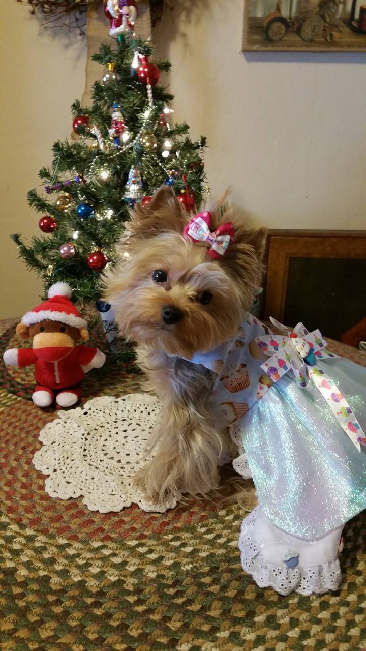 720x1280 Christmas puppy wallpaper