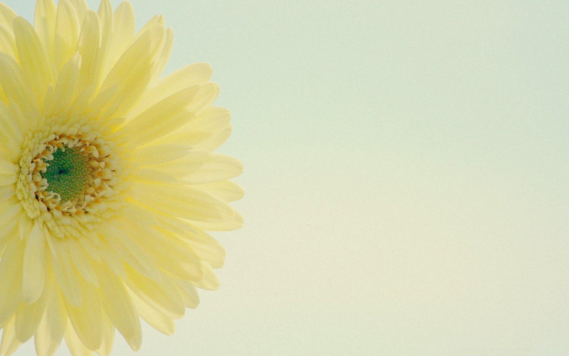 1920x1200 Yellow Gerbera Daisy Low Contrast