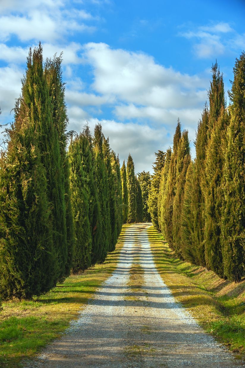 825x1240 Cypress Path Wall Mural