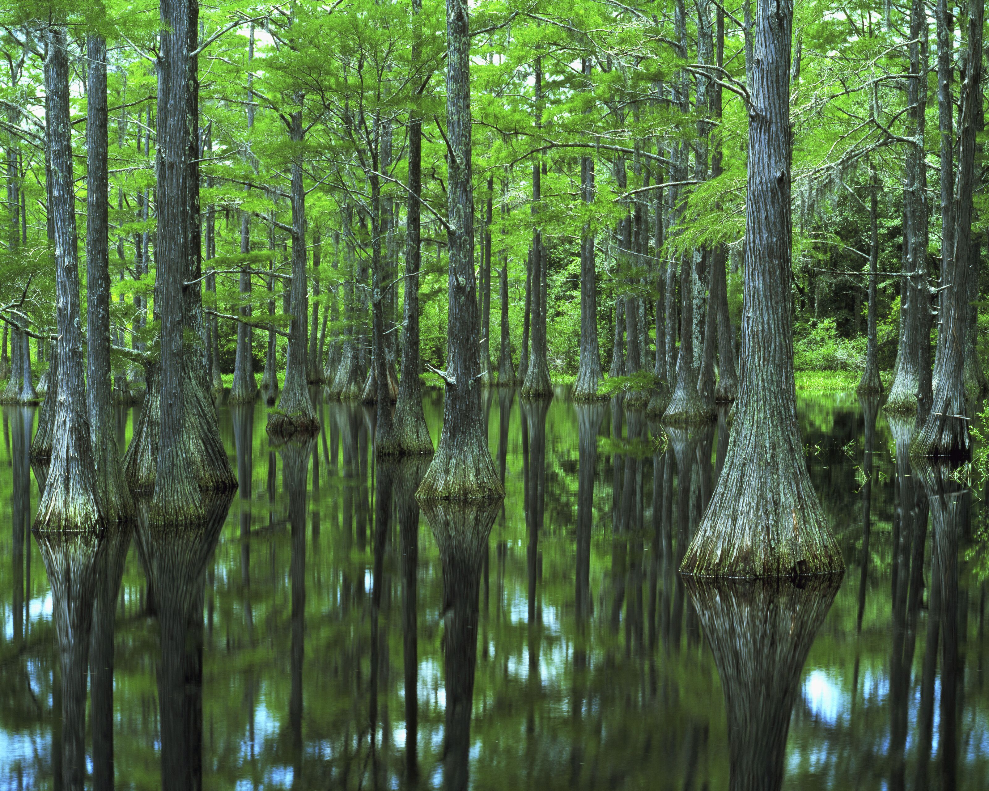 3200x2560 Apalachicola River Basin Cypress Wall Mural