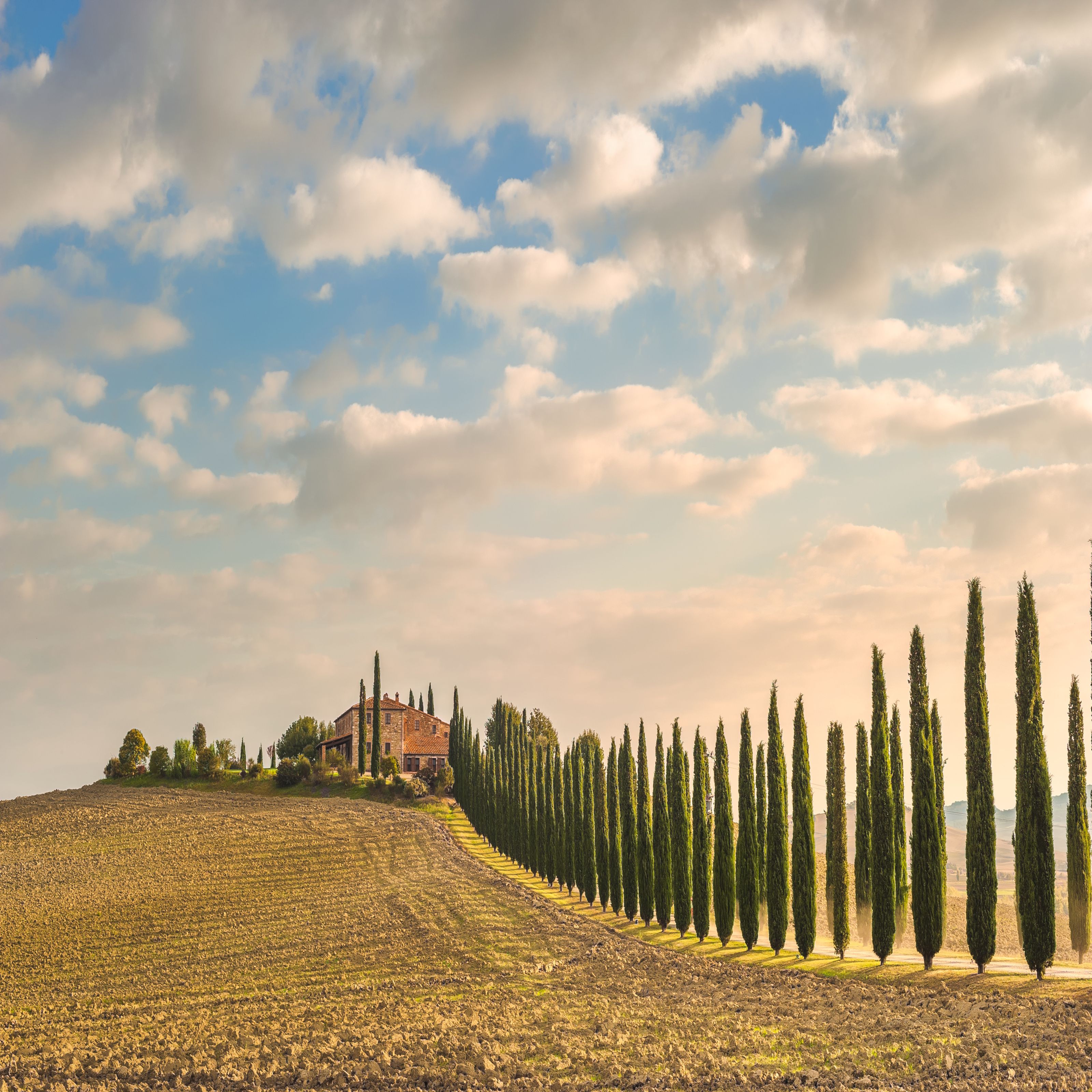 3200x3200 Cypress Trees Wall Mural