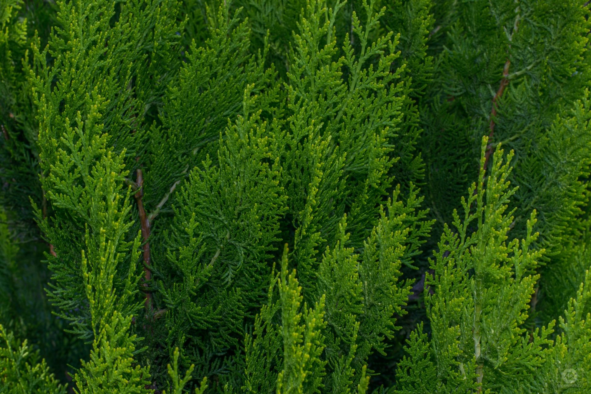 1920x1281 Cypress Tree Texture Quality Free Background