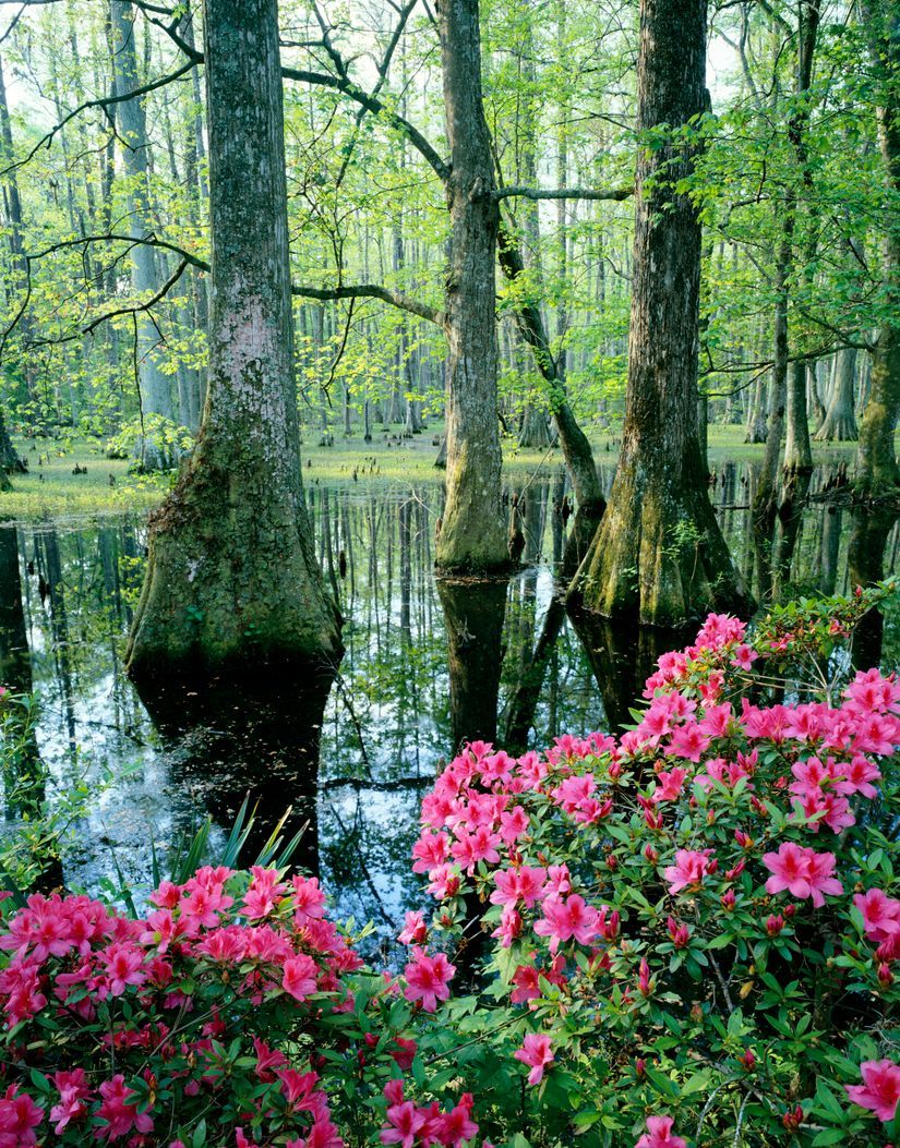 825x1053 Carolina Cypress Wall Mural