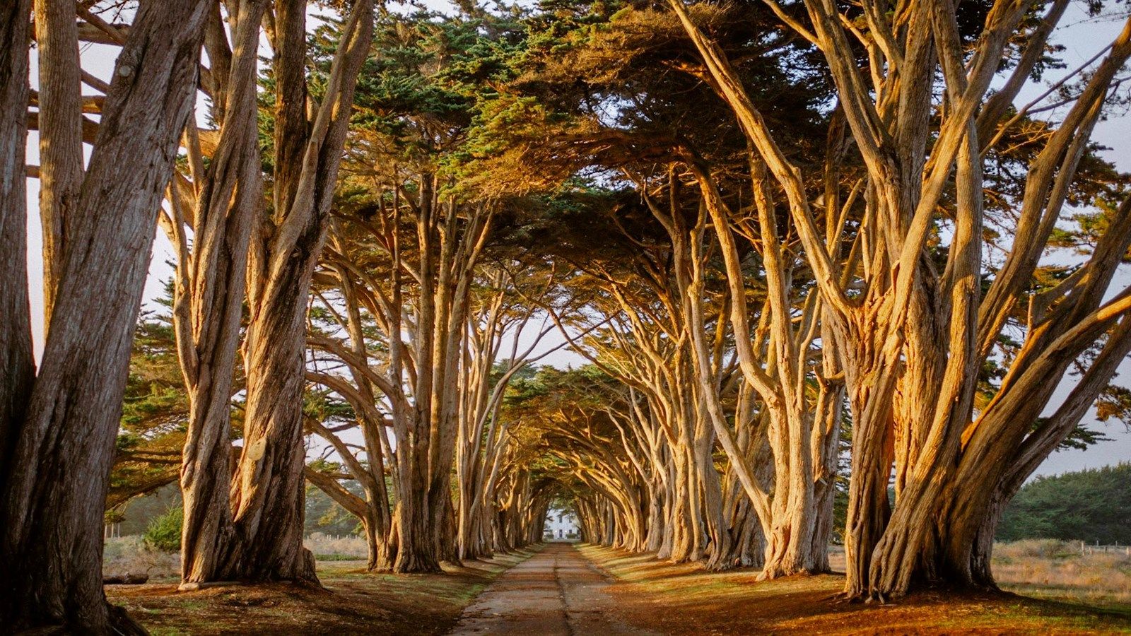 1600x900 The Cypress Tree Tunnel (U.S. National Park Service)