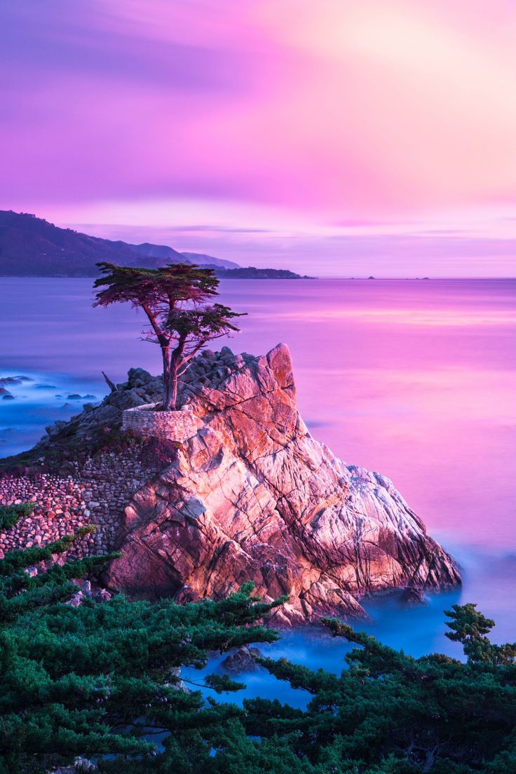736x1104 Lonely Cypress Tree, Monterey, CA. Ocean view with pink trees, Beach with purple trees, Monterey
