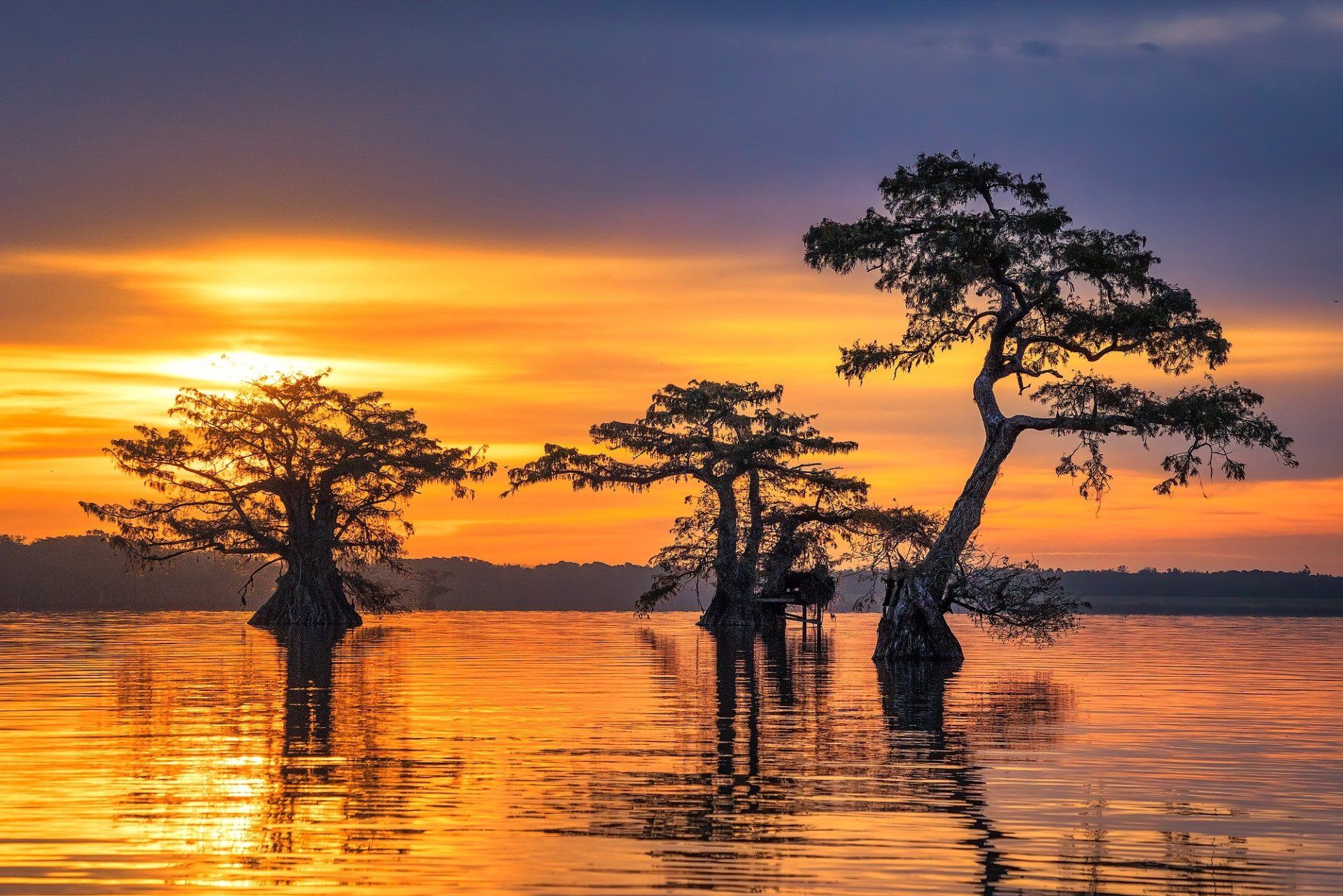 1920x1281 Sunrise Silhouettes: Cypress Trees in Tranquil Nature HD Wallpaper