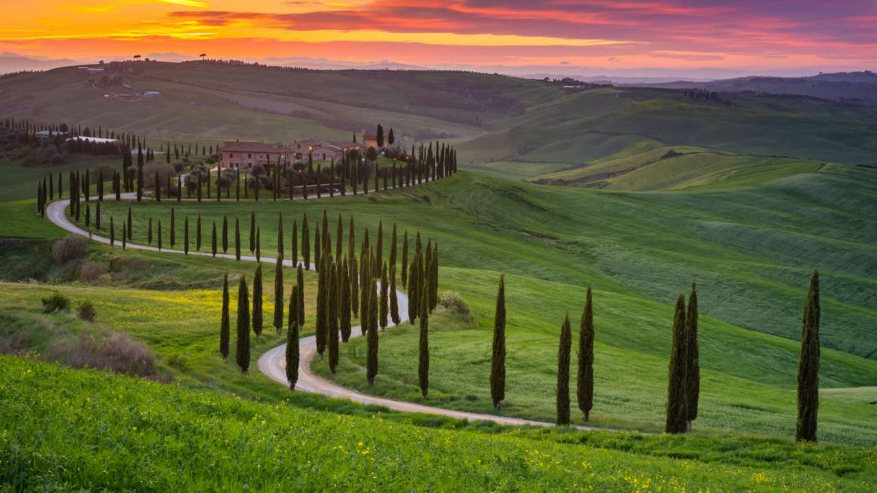 1280x720 Cypress Tree Guide What Are They + 14 Common Species