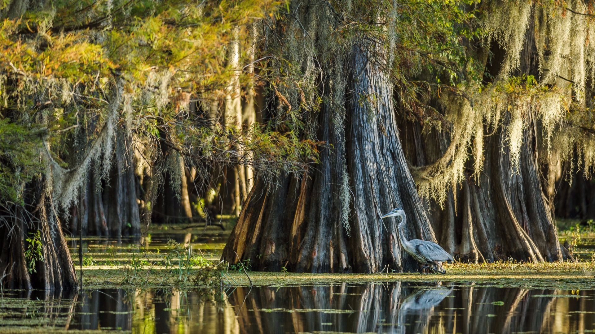 1920x1080 bald cypress