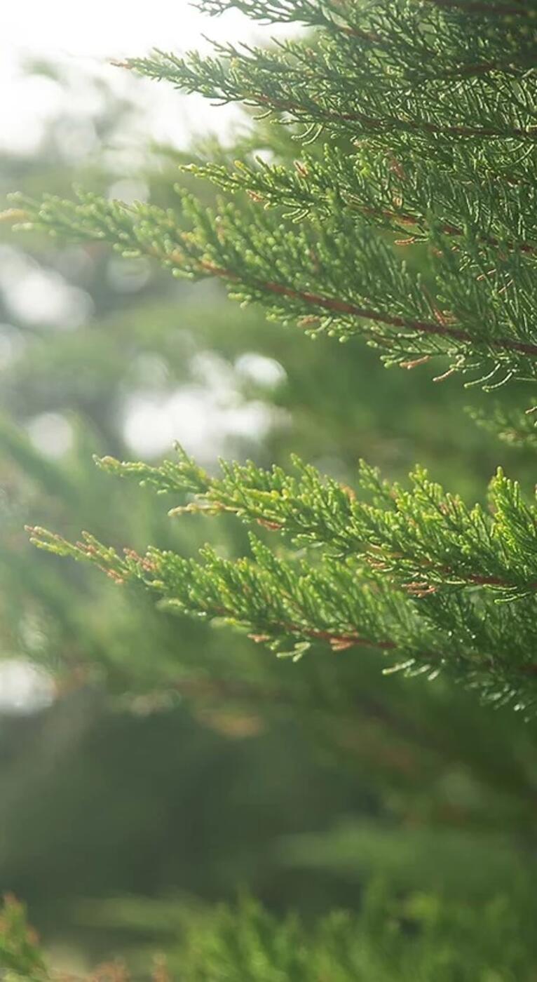 766x1400 Tree Stories Episode 2