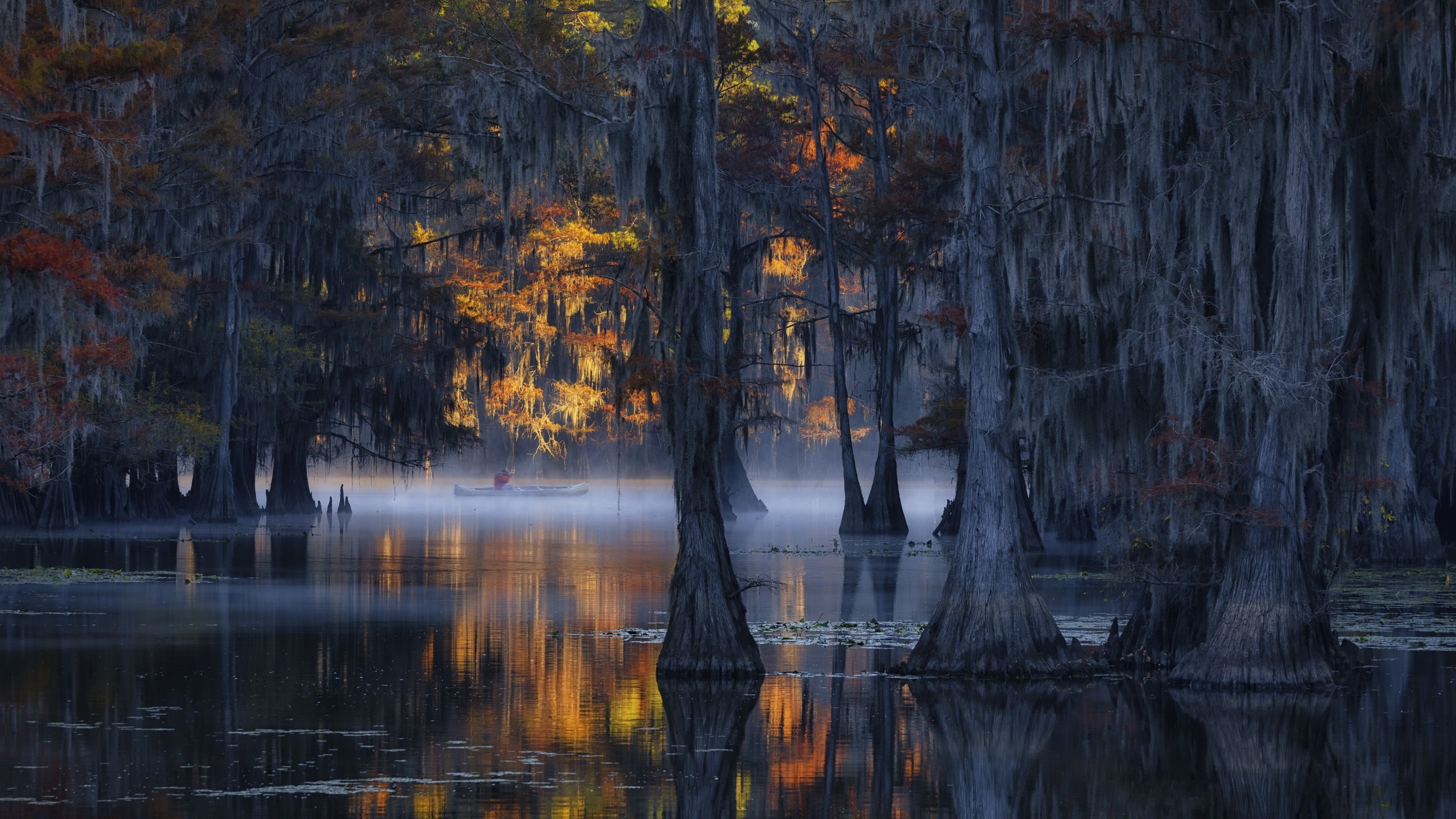 3840x2160 Cypress Tree Wallpaper